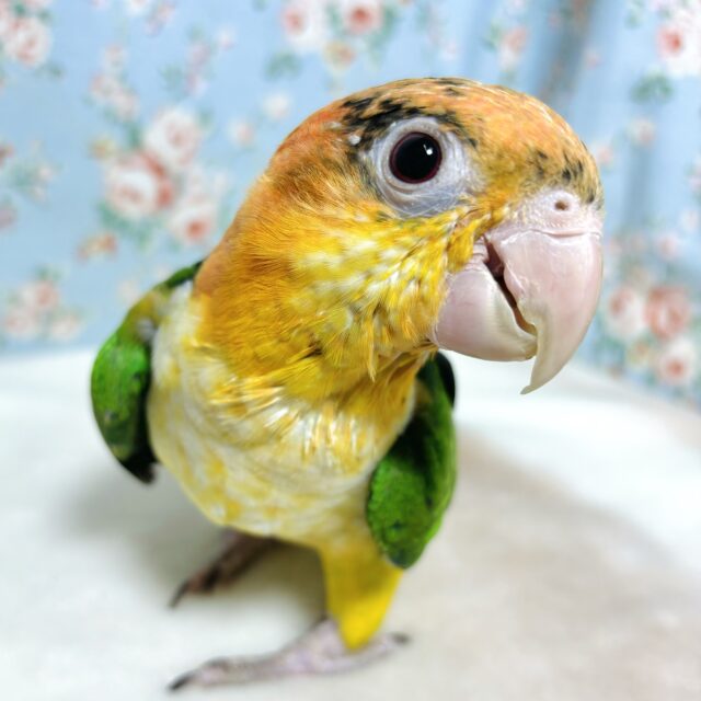 シロハラインコ 女の子 🤍🍊。・:+°。 シロハラインコ