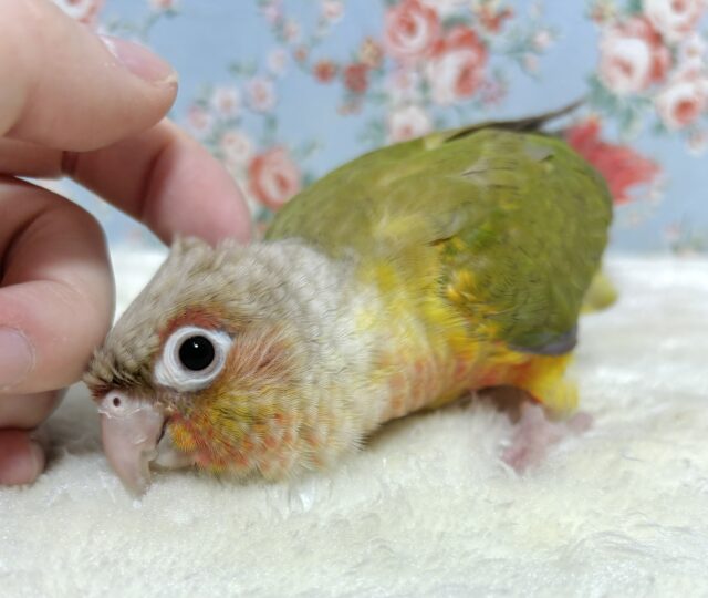 ホオミドリウロコインコ