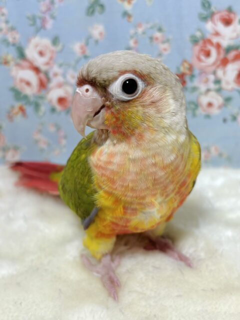 ウロコインコ　レッドパイナップル　🍒🍍.ﾟ･*