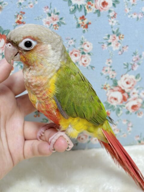 ホオミドリウロコインコ