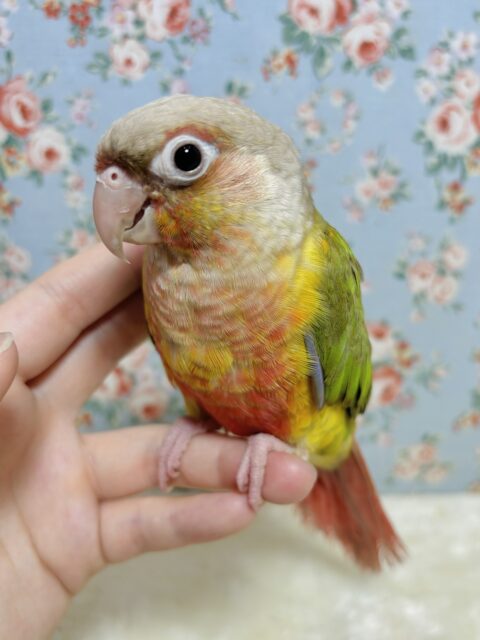 ホオミドリウロコインコ