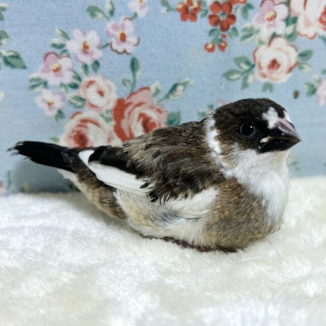 十姉妹（ジュウシマツ）