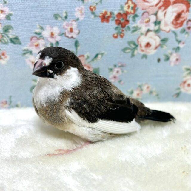 十姉妹（ジュウシマツ）