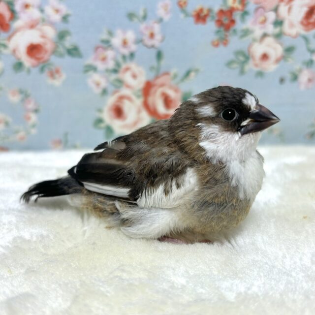 十姉妹（ジュウシマツ）