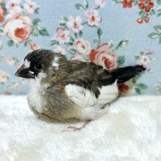 十姉妹（ジュウシマツ）