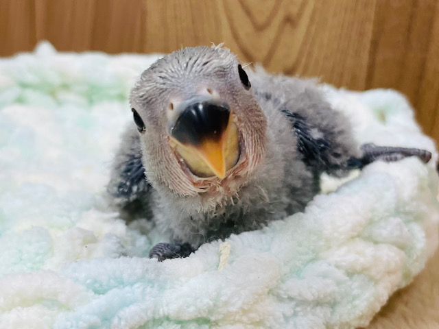 コザクラインコ（小桜インコ）