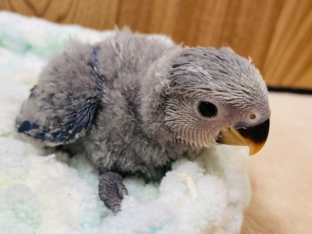 コザクラインコ（小桜インコ）