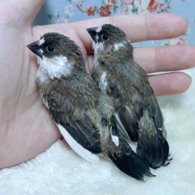 十姉妹（ジュウシマツ）