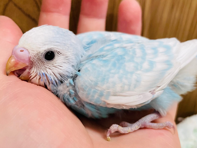 涼しげブルーが綺麗すぎ🩵セキセイインコ（スパングル）ヒナ