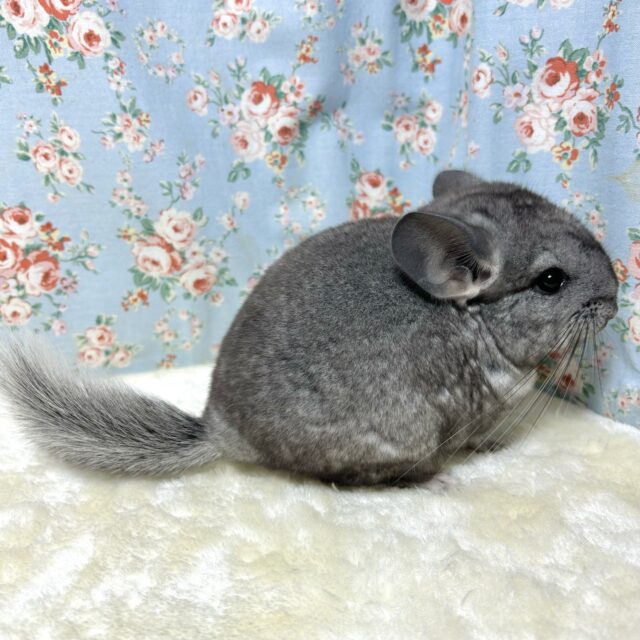 チンチラ