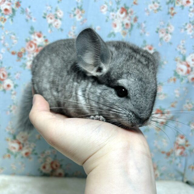 チンチラ ノーマルグレー 男の子 🩶(*˙ω˙*)♡ チンチラ