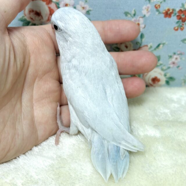 マメルリハ ホワイトライラック 男の子 🤍🫧💜 マメルリハ