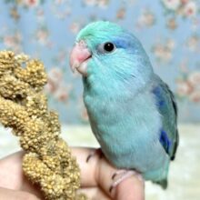 マメルリハ  ターコイズコバルトブルー  男の子  💎🦋٭•。