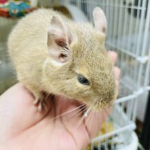 【動画•最新画像更新🪄】むちむちボディのキュートフェイス♡デグー（サンド）女の子