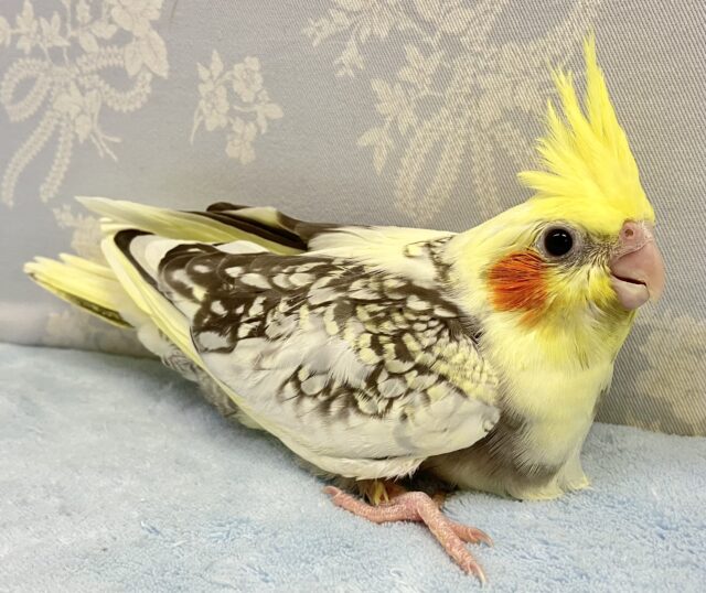 オカメインコ