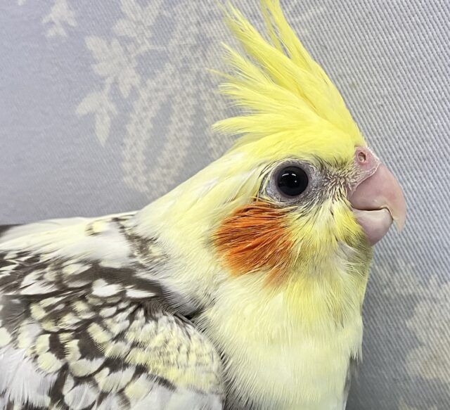 首に秘めるはパールのネックレス❣️オカメインコ(パールパイド2024年3月生まれ)