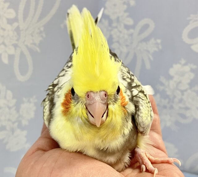 首に秘めるはパールのネックレス❣️オカメインコ(パールパイド2024年3月生まれ) オカメインコ