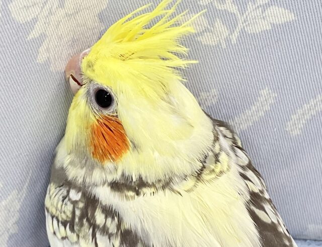 首に秘めるはパールのネックレス❣️オカメインコ(パールパイド2024年3月生まれ) オカメインコ
