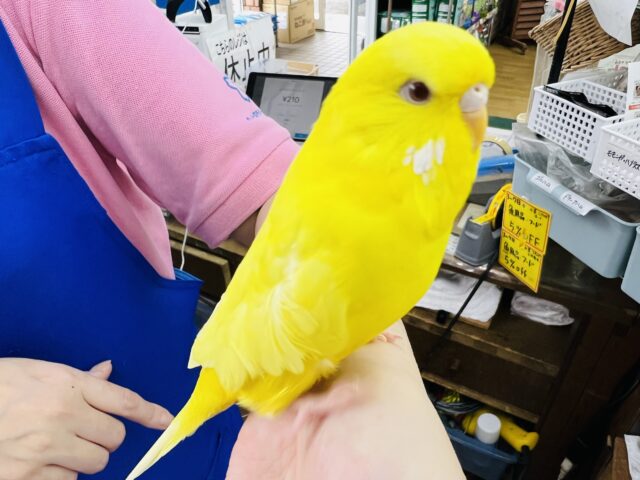 ジャンボセキセイインコ