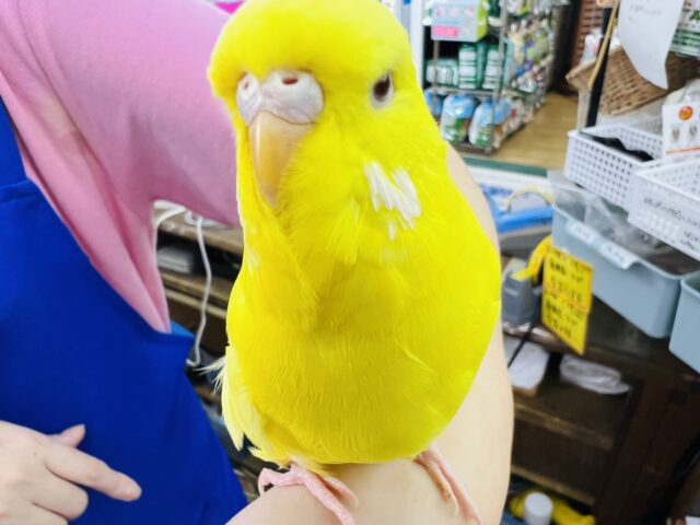 ジャンボセキセイインコ