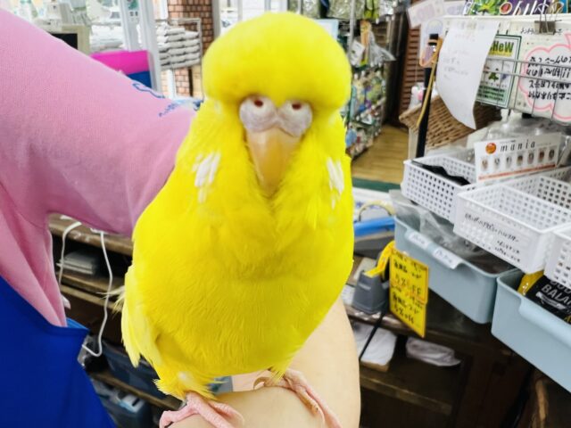 ジャンボセキセイインコ