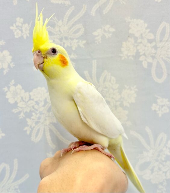 オカメインコ
