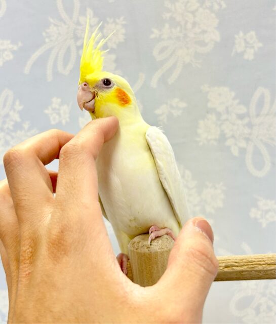 キュート💛オカメインコ (ルチノー) 2024年2月生まれ オカメインコ