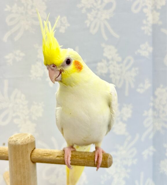 キュート💛オカメインコ (ルチノー) 2024年2月生まれ