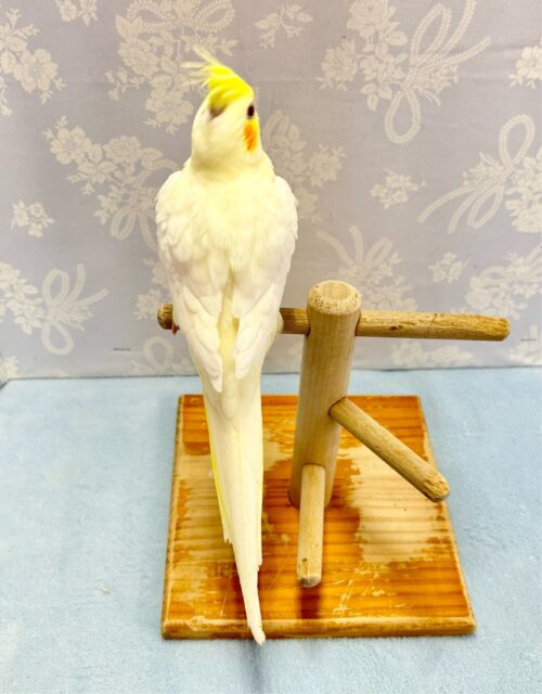 キュート💛オカメインコ (ルチノー) 2024年2月生まれ オカメインコ