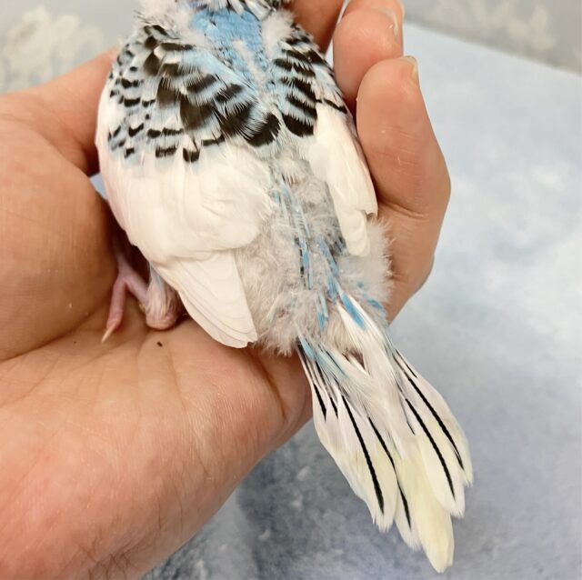 しっぽのブラックラインかっこええ〜❕🤭 セキセイインコ(パイド2024年3月生まれ) セキセイインコ