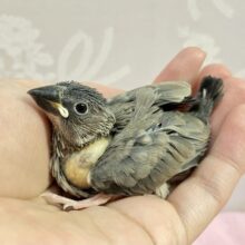 羽のグラデーション、おしゃれなんです🥰桜文鳥(2024年3月生まれ)