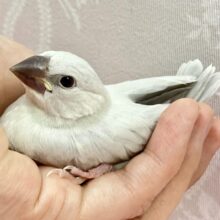 フワッフワ〜💭溢れる好奇心💗シルバー文鳥(2024年3月生まれ)
