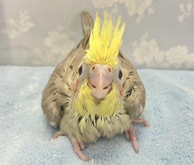 オカメインコ