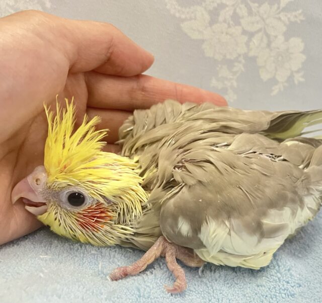 ホットに優しく包まれ可愛さup❣️オカメインコ(シナモン2024年3月生まれ)