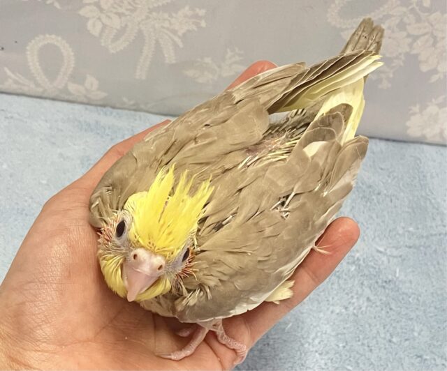 ホットに優しく包まれ可愛さup❣️オカメインコ(シナモン2024年3月生まれ) オカメインコ