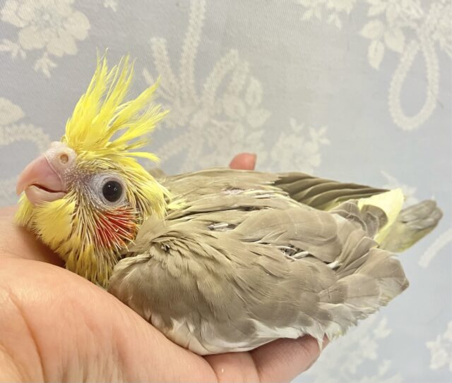 オカメインコ