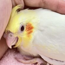 ホイップにカスタードトッピング❣️ オカメインコ(ルチノー2024年3月生まれ)