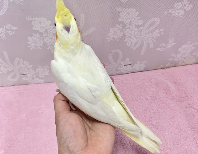 ホイップにカスタードトッピング❣️ オカメインコ(ルチノー2024年3月生まれ) オカメインコ