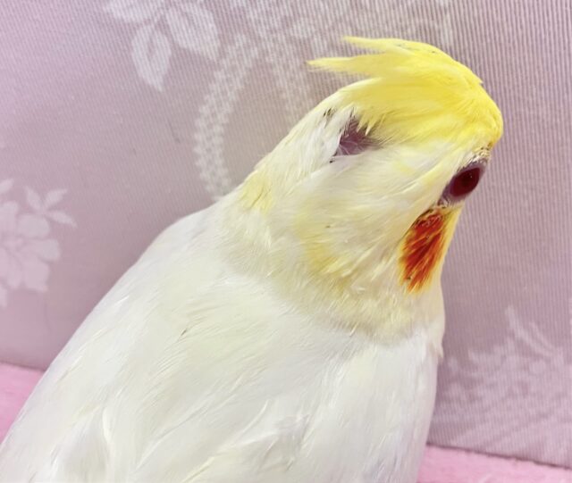 オカメインコ