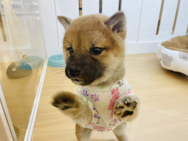 柴犬