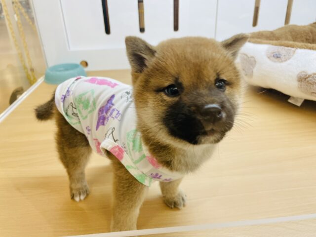 柴犬