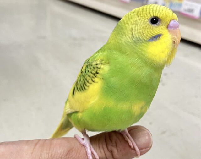 💫最新画像💫なのなの菜の花〜💛💚セキセイインコ(スパングルパイド2024年3月生まれ) セキセイインコ