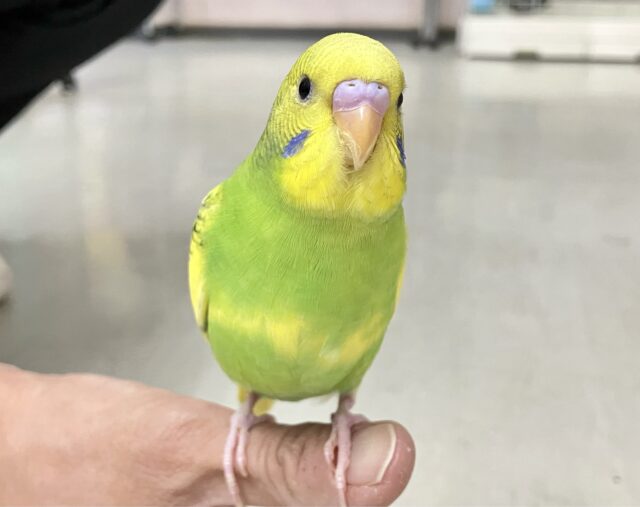 セキセイインコ