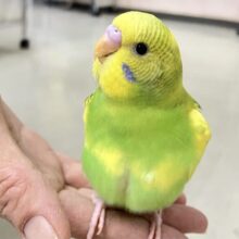 💫最新画像💫なのなの菜の花〜💛‪💚セキセイインコ(スパングルパイド2024年3月生まれ)