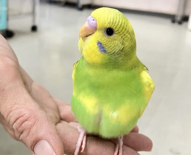 💫最新画像💫なのなの菜の花〜💛‪💚セキセイインコ(スパングルパイド2024年3月生まれ)