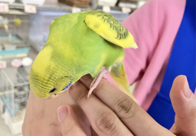 💫最新画像💫なのなの菜の花〜💛💚セキセイインコ(スパングルパイド2024年3月生まれ) セキセイインコ