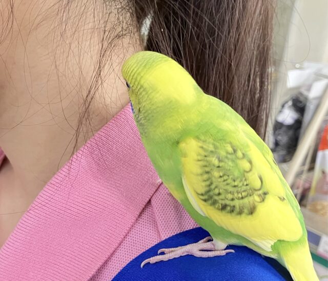 セキセイインコ