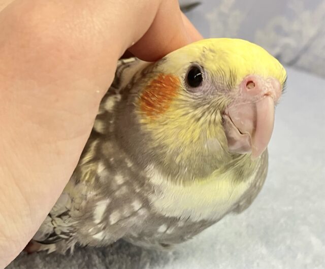 オカメインコ