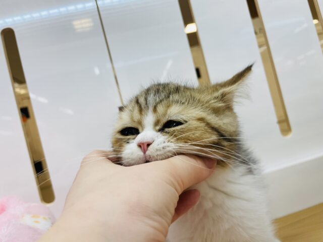 エキゾチック