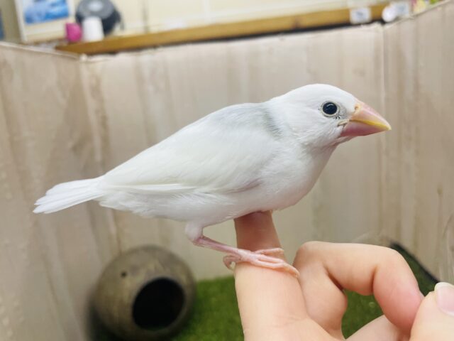 白文鳥